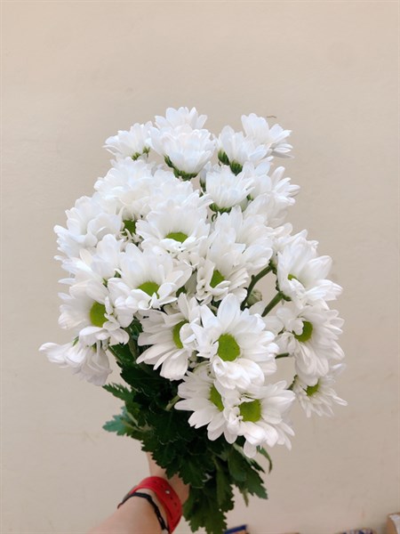 Bó Hoa Cúc Họa Mi