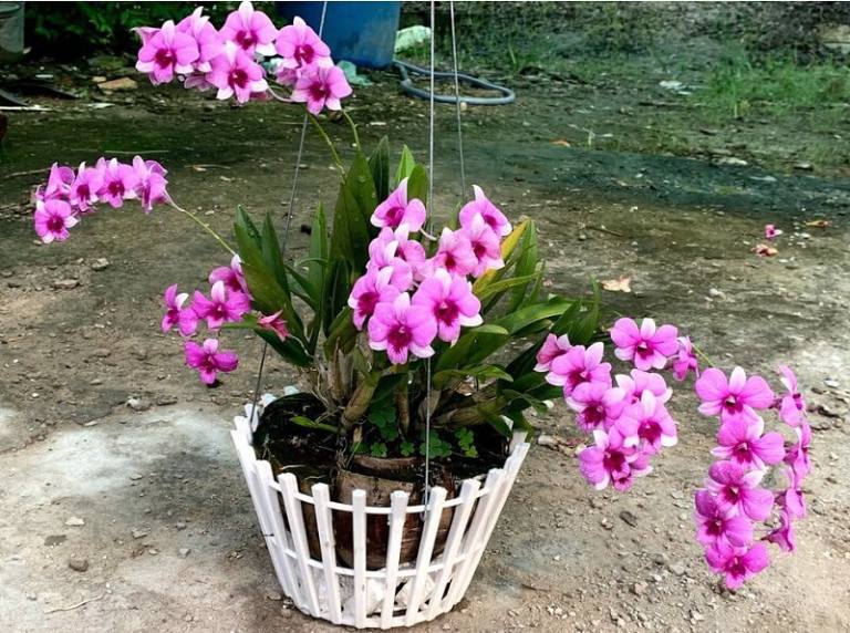 Bó Hoa Lan Dendro