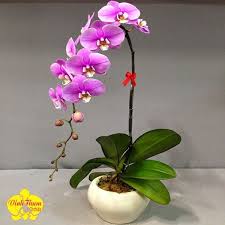 Bó Hoa Lan Hồ Điệp