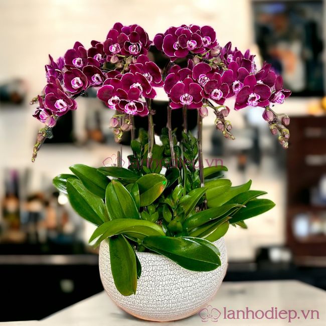 Bó Hoa Lan Hồ Điệp