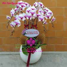 Bó Hoa Lan Vũ Nữ