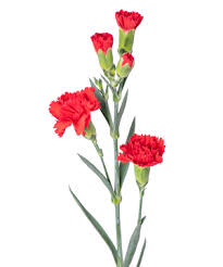 Hoa Cẩm Chướng