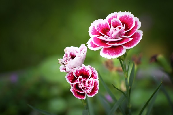 Hoa Cẩm Chướng
