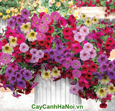Hoa Dạ Yến Thảo