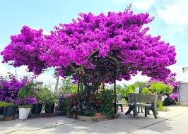 Hoa Giấy