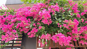 Hoa Giấy