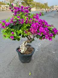 Hoa Giấy
