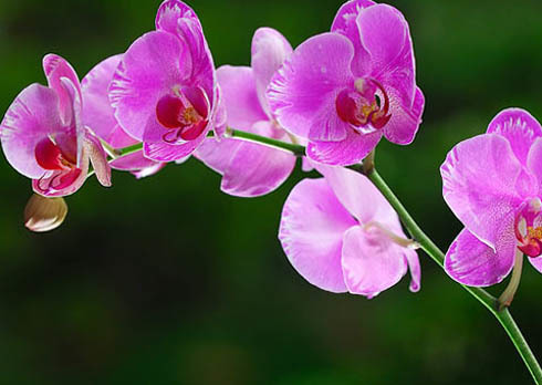 Hoa Lan