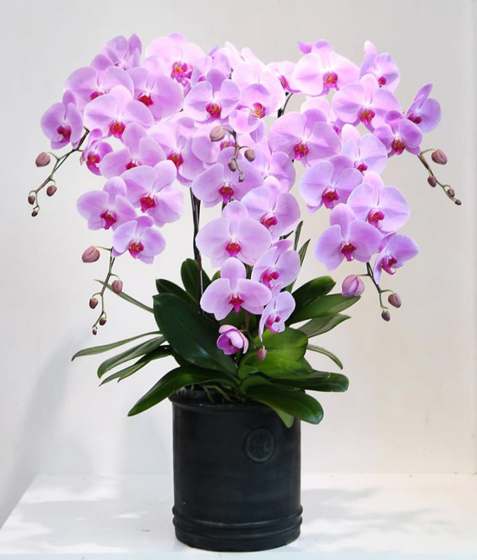 Hoa Lan
