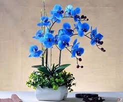 Hoa Lan