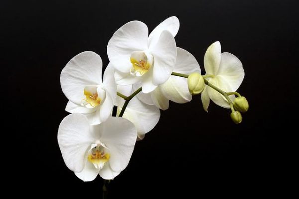 Hoa Lan