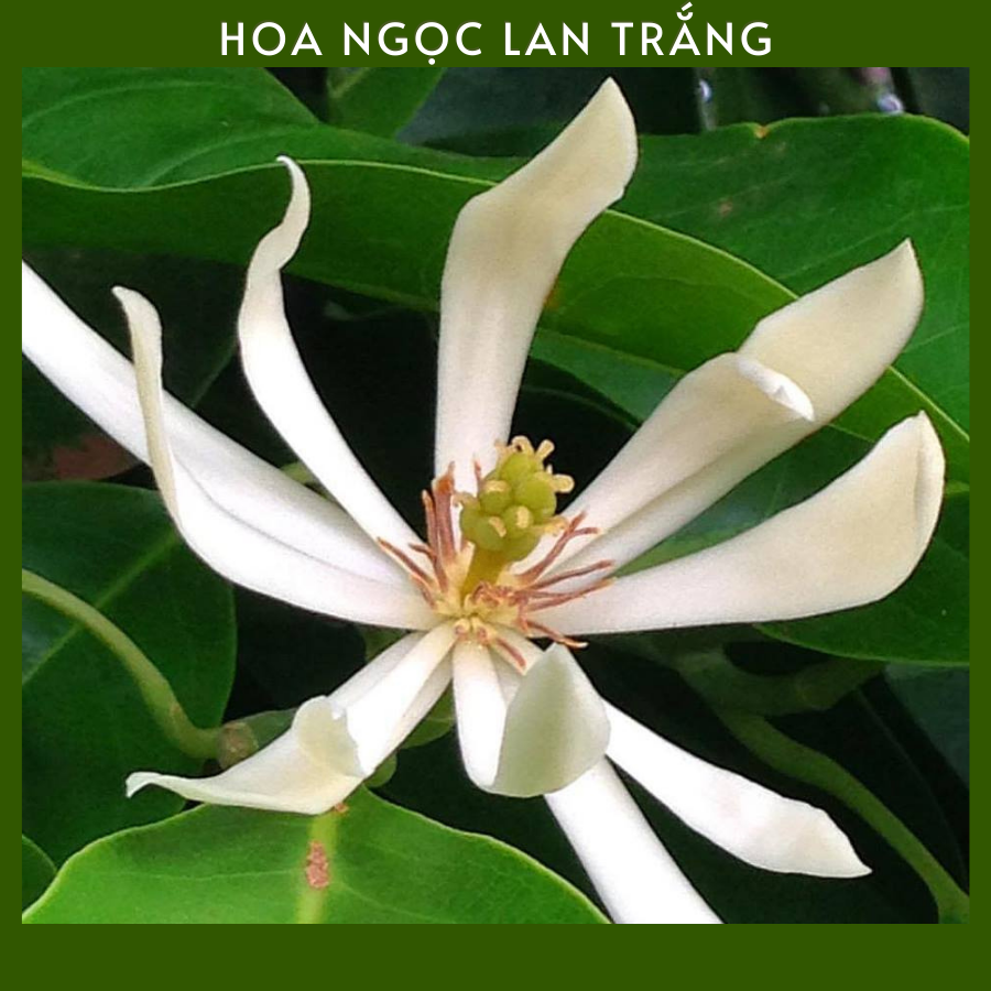 Hoa Ngọc Lan