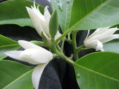 Hoa Ngọc Lan