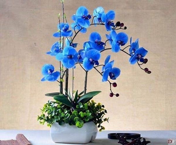 Hoa Phong Lan