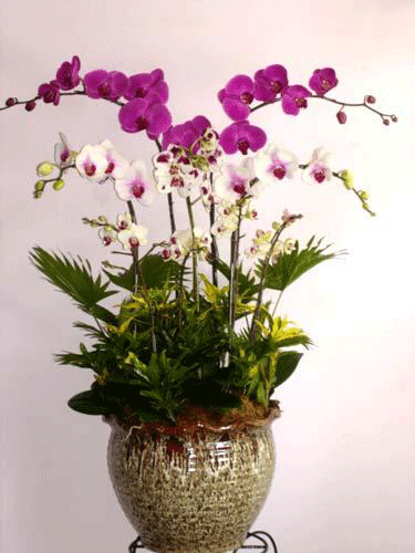 Hoa Phong Lan
