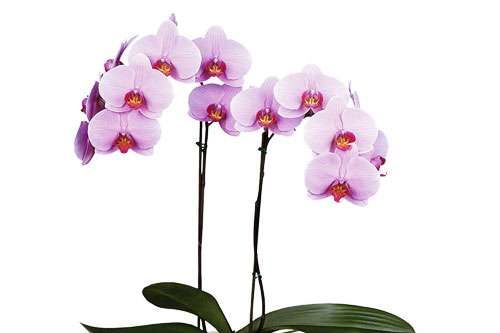 Hoa Phong Lan