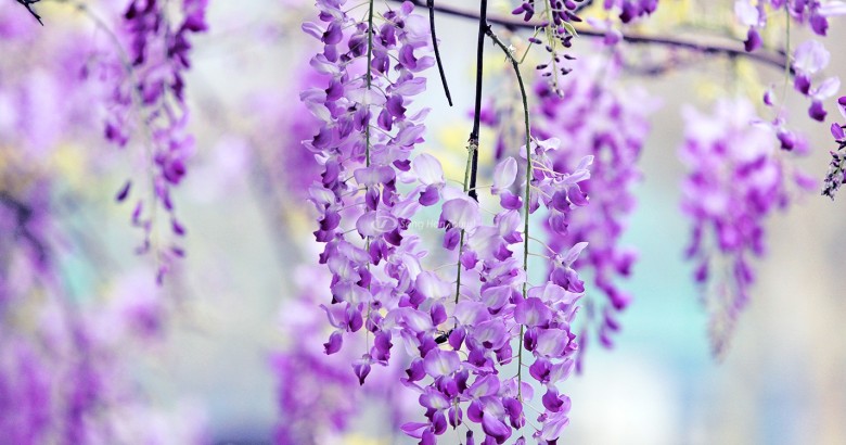 Hoa Tử Đằng