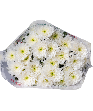 [FLOT237] Bó Hoa Cúc Trắng