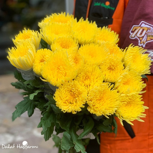 [FLOT153] Bó Hoa Cúc Vàng