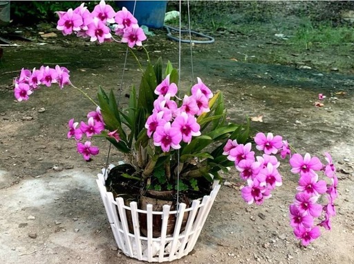 [FLOT164] Bó Hoa Lan Dendro