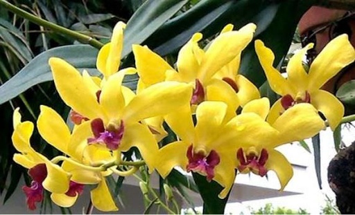 [FLOT144] Bó Hoa Lan Dendro