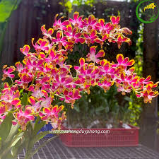 [FLOT064] Bó Hoa Lan Dendro