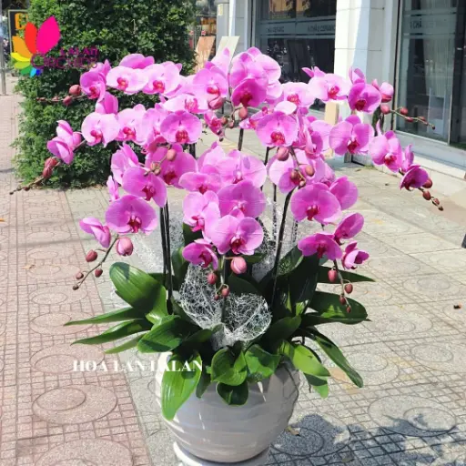 [FLOT469] Bó Hoa Lan Hồ Điệp