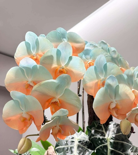 [FLOT100] Bó Hoa Lan Hồ Điệp