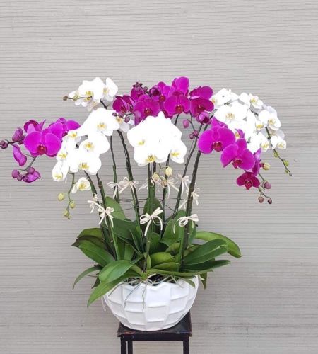 [FLOT433] Bó Hoa Lan Hồ Điệp