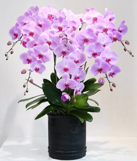 [FLOT246] Bó Hoa Lan Hồ Điệp