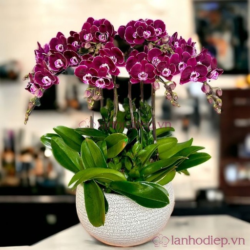 [FLOT450] Bó Hoa Lan Hồ Điệp