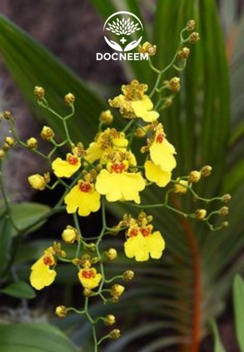 [FLOT475] Bó Hoa Lan Vũ Nữ