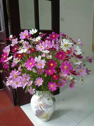 [FLOT056] Hoa Bướm