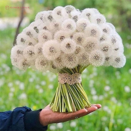 [FLOT023] Hoa Bồ Công Anh