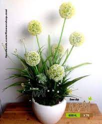 [FLOT332] Hoa Bồ Công Anh