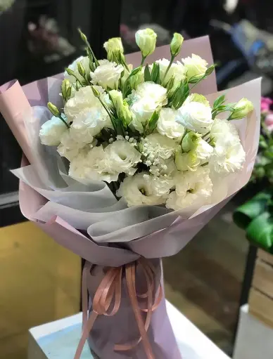 [FLOT495] Hoa Cát Tường