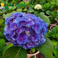 [FLOT384] Hoa Cẩm Tú Cầu