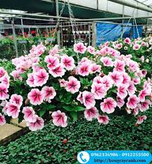 [FLOT117] Hoa Dạ Yến Thảo