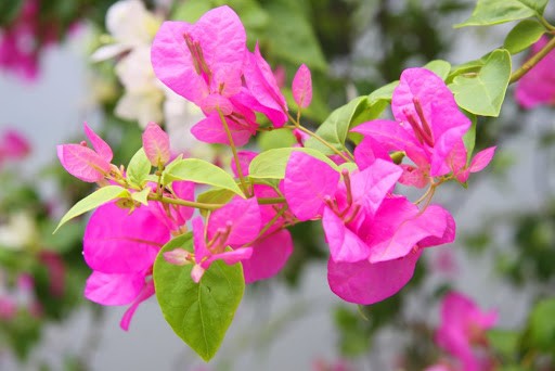 [FLOT478] Hoa Giấy