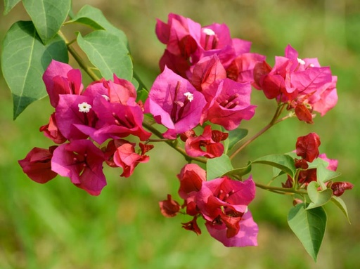 [FLOT418] Hoa Giấy