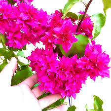 [FLOT256] Hoa Giấy