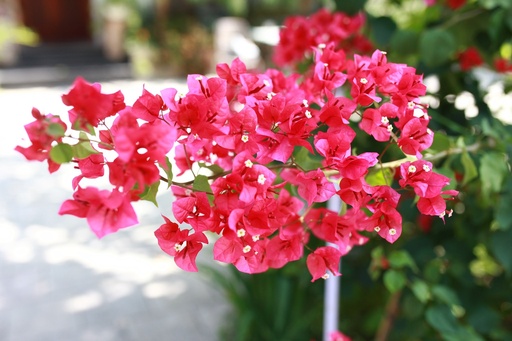 [FLOT417] Hoa Giấy