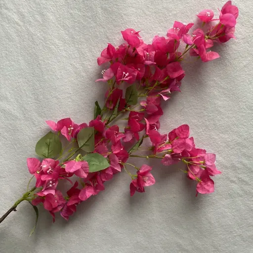 [FLOT205] Hoa Giấy