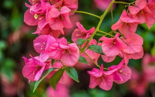 [FLOT102] Hoa Giấy