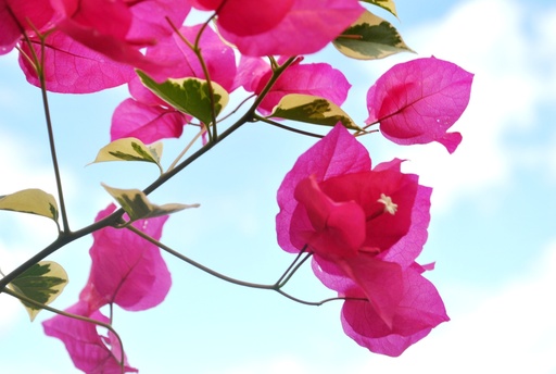 [FLOT054] Hoa Giấy