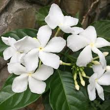 [FLOT479] Hoa Lài