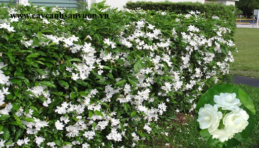 [FLOT087] Hoa Lài
