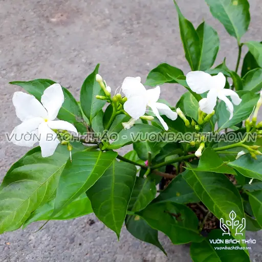 [FLOT342] Hoa Lài