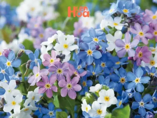 [FLOT347] Hoa Lưu Ly