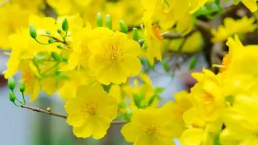 [FLOT043] Hoa Mai